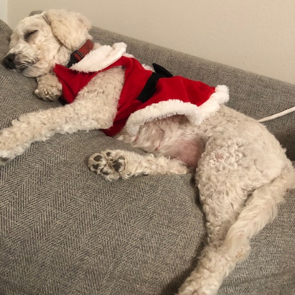 Meet Molly❤️ - Picture 5 of 16